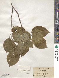 Neoshirakia japonica image