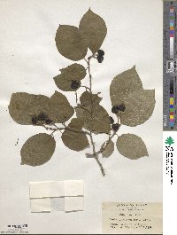 Neoshirakia japonica image