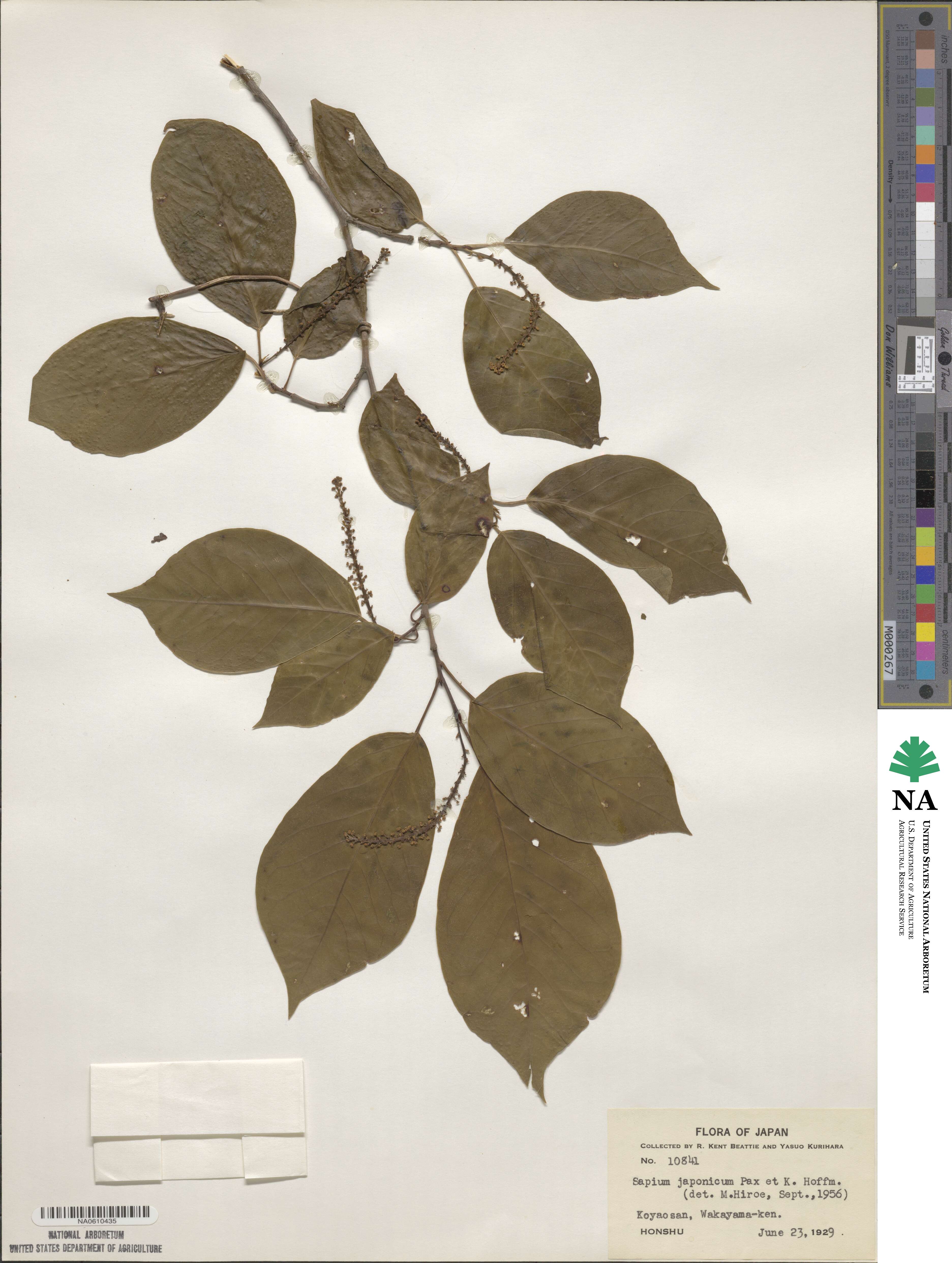 Neoshirakia japonica image