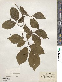 Neoshirakia japonica image