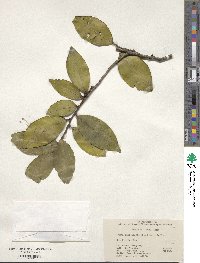 Neoshirakia japonica image