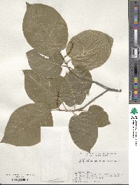 Neoshirakia japonica image