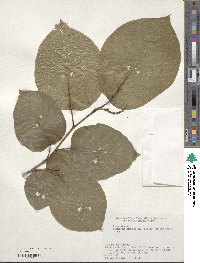 Neoshirakia japonica image