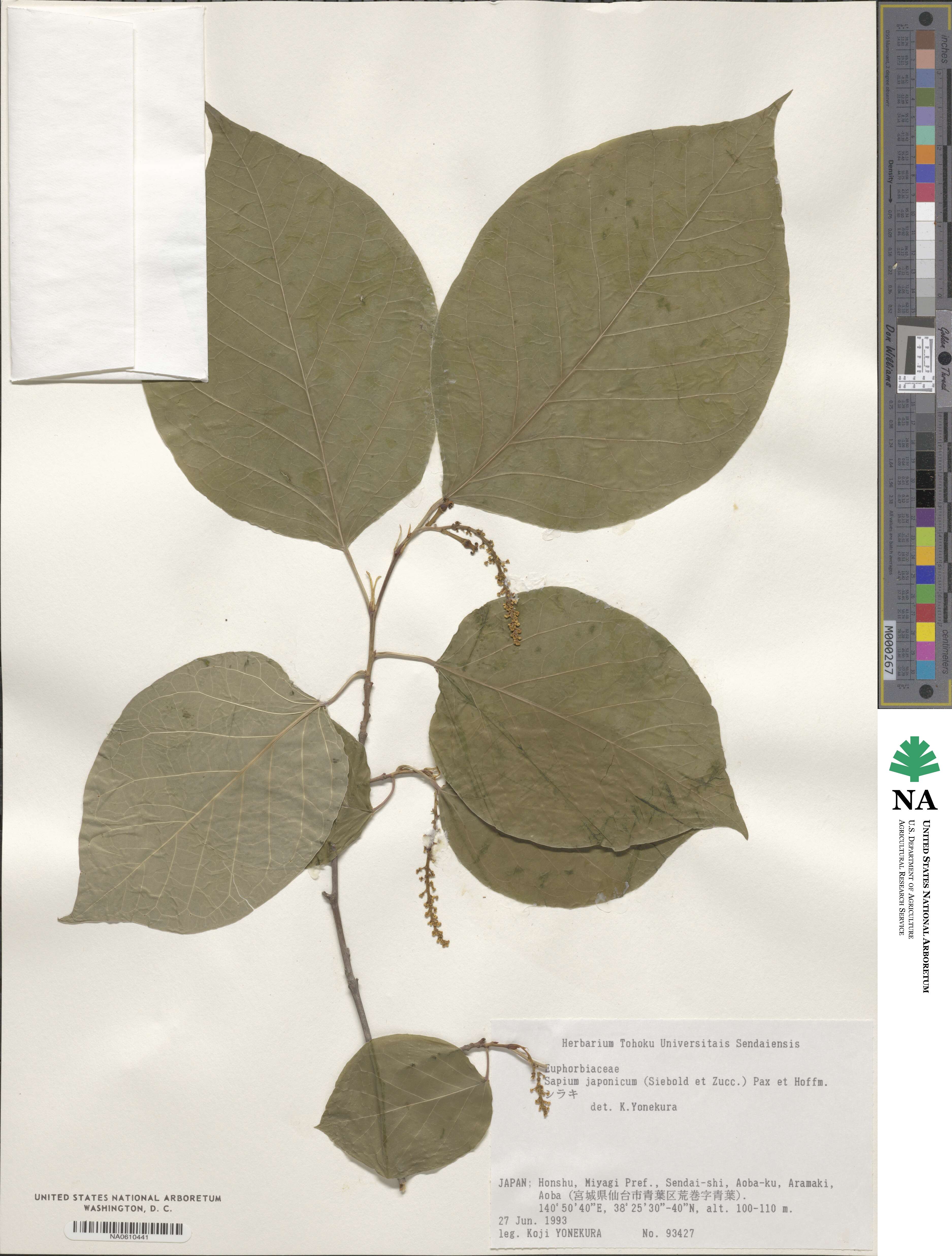 Neoshirakia japonica image