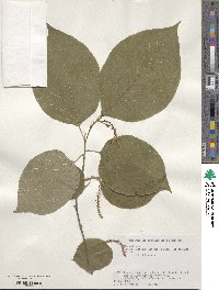 Neoshirakia japonica image