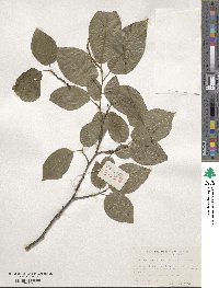 Neoshirakia japonica image