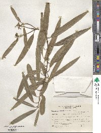 Sapium haematospermum image