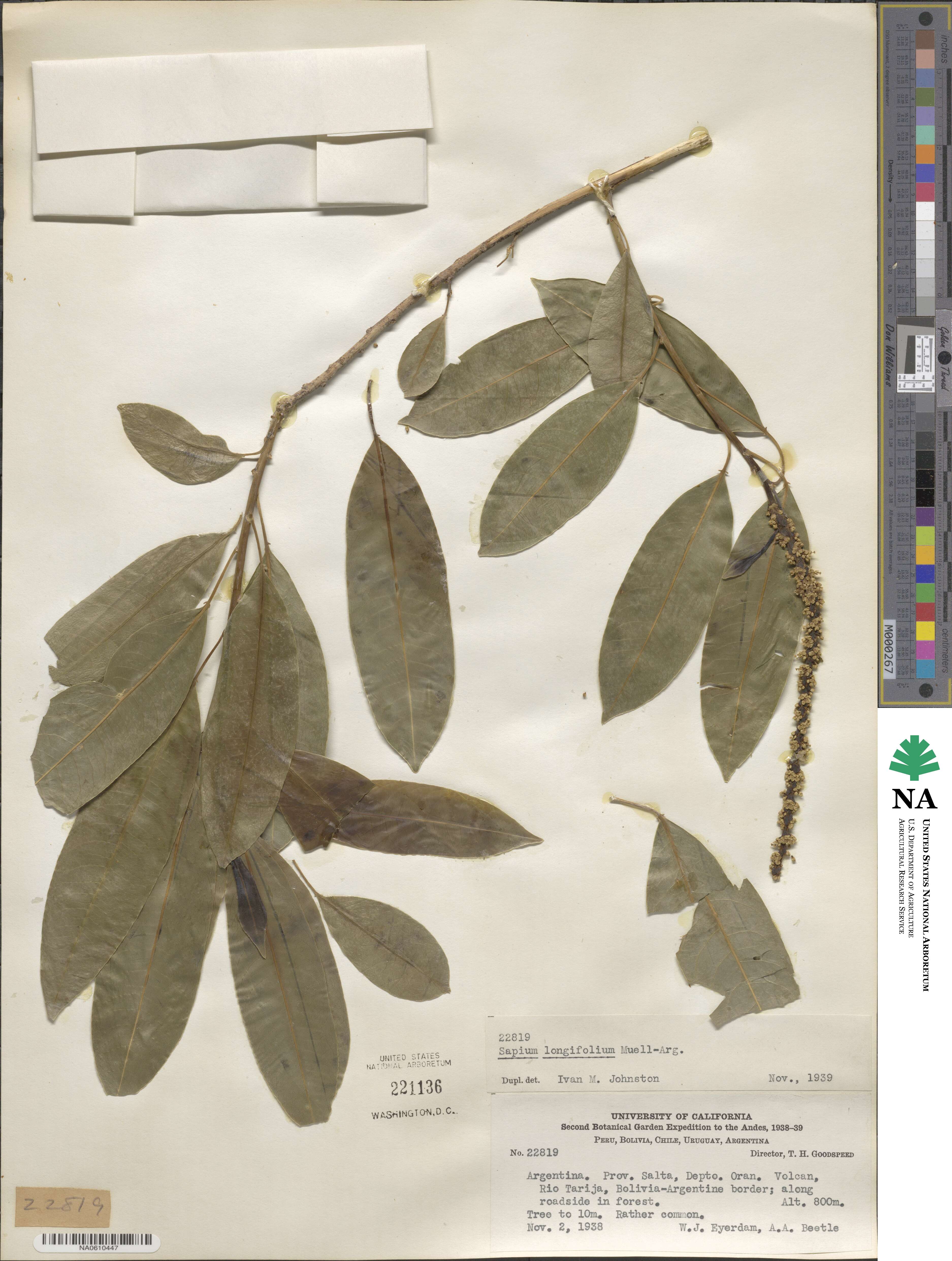 Sapium haematospermum image