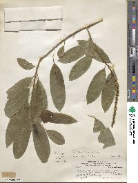 Sapium haematospermum image