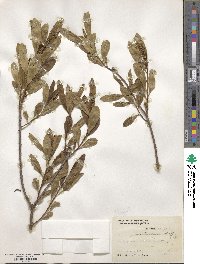 Sapium glandulosum image