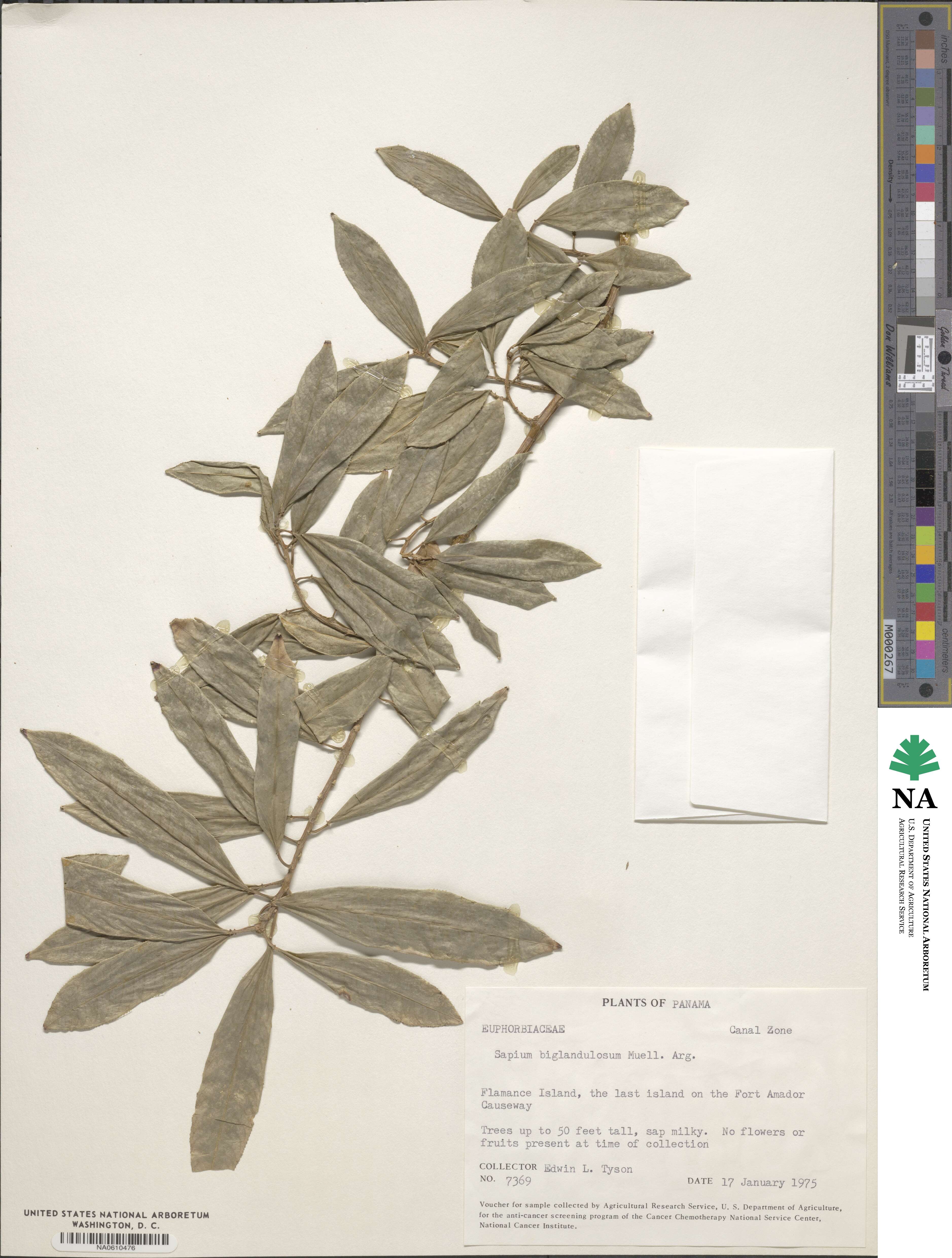 Sapium glandulosum image