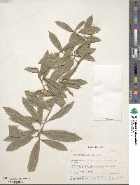 Sapium glandulosum image