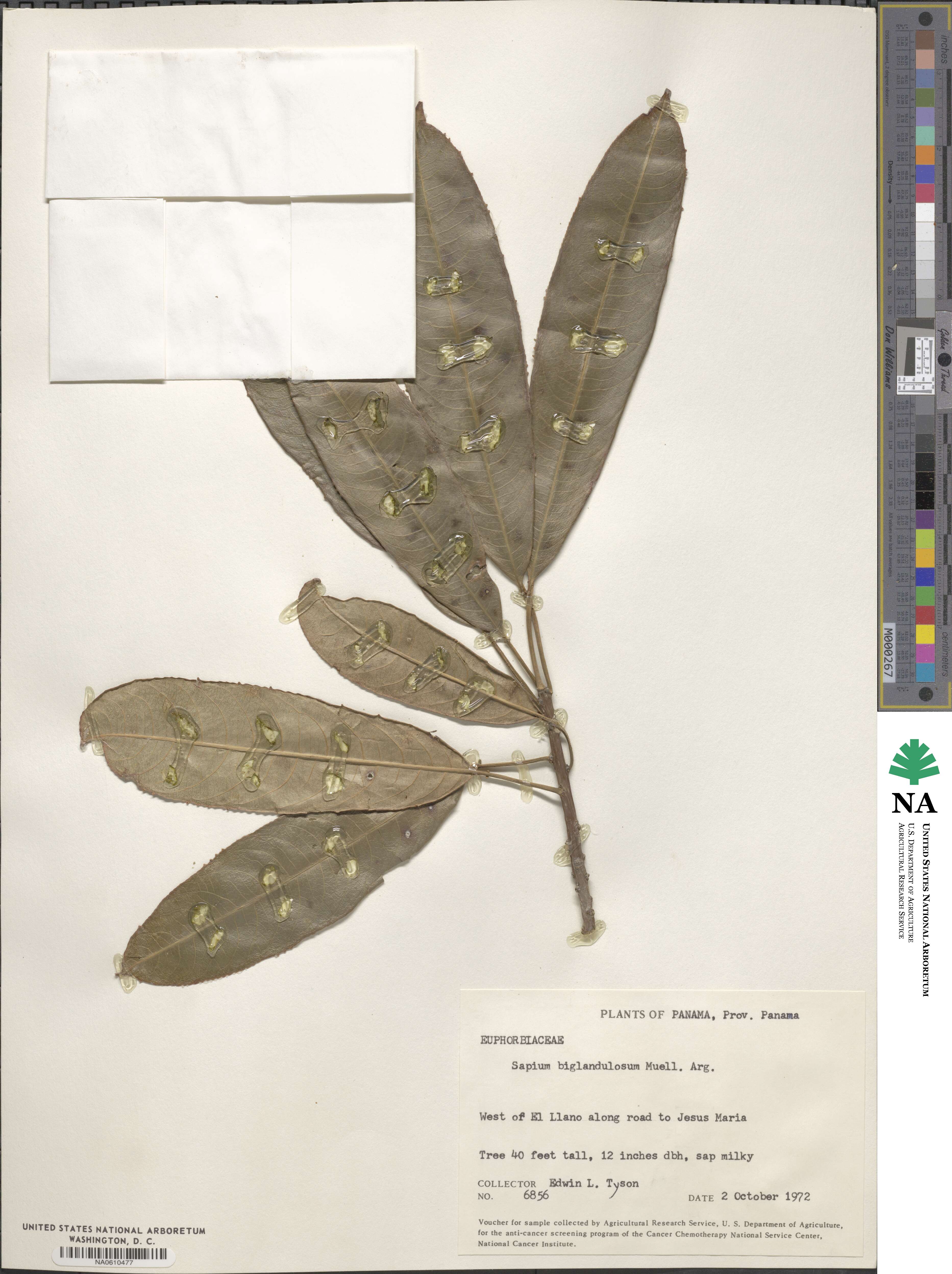 Sapium glandulosum image