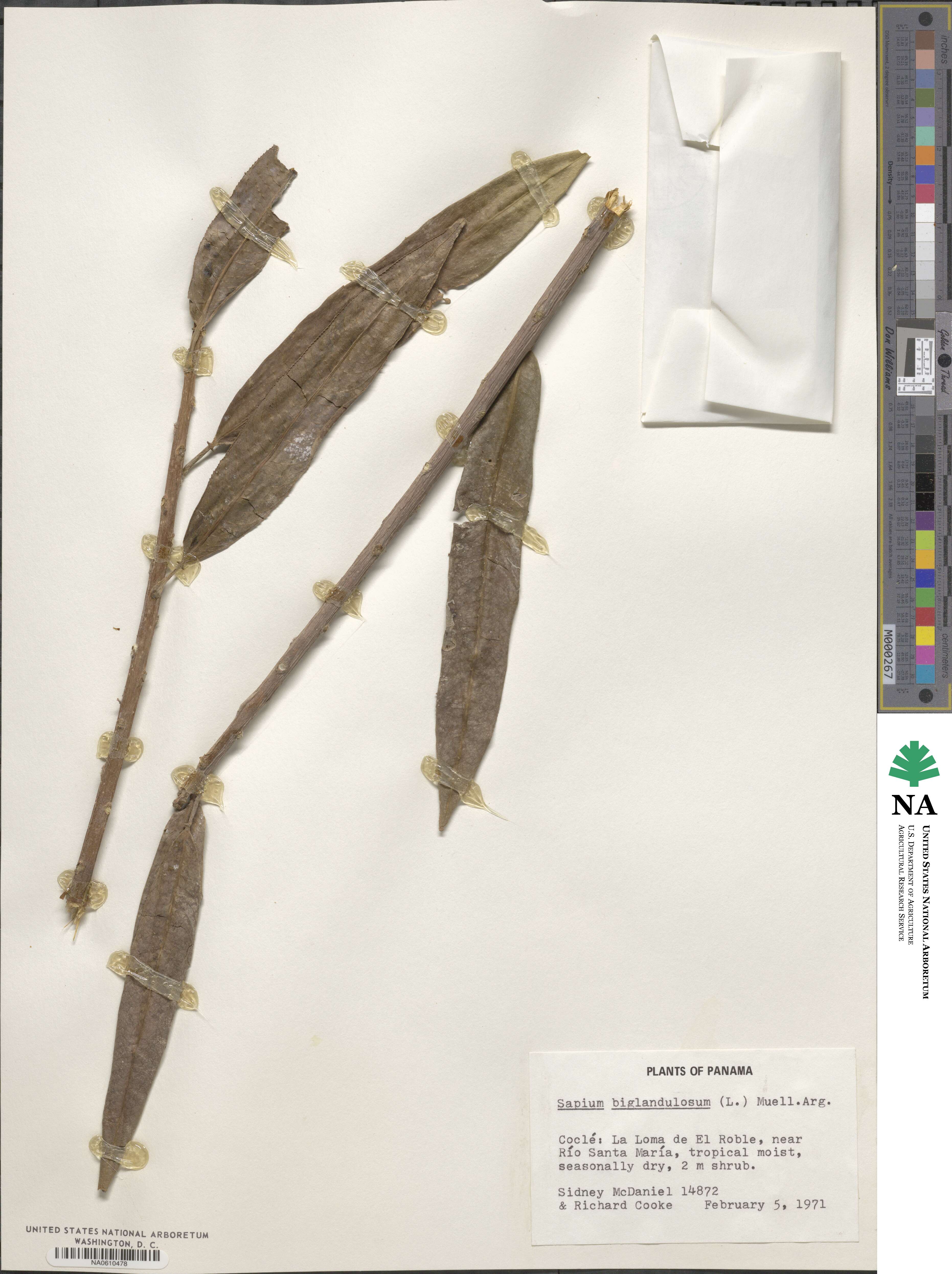 Sapium glandulosum image