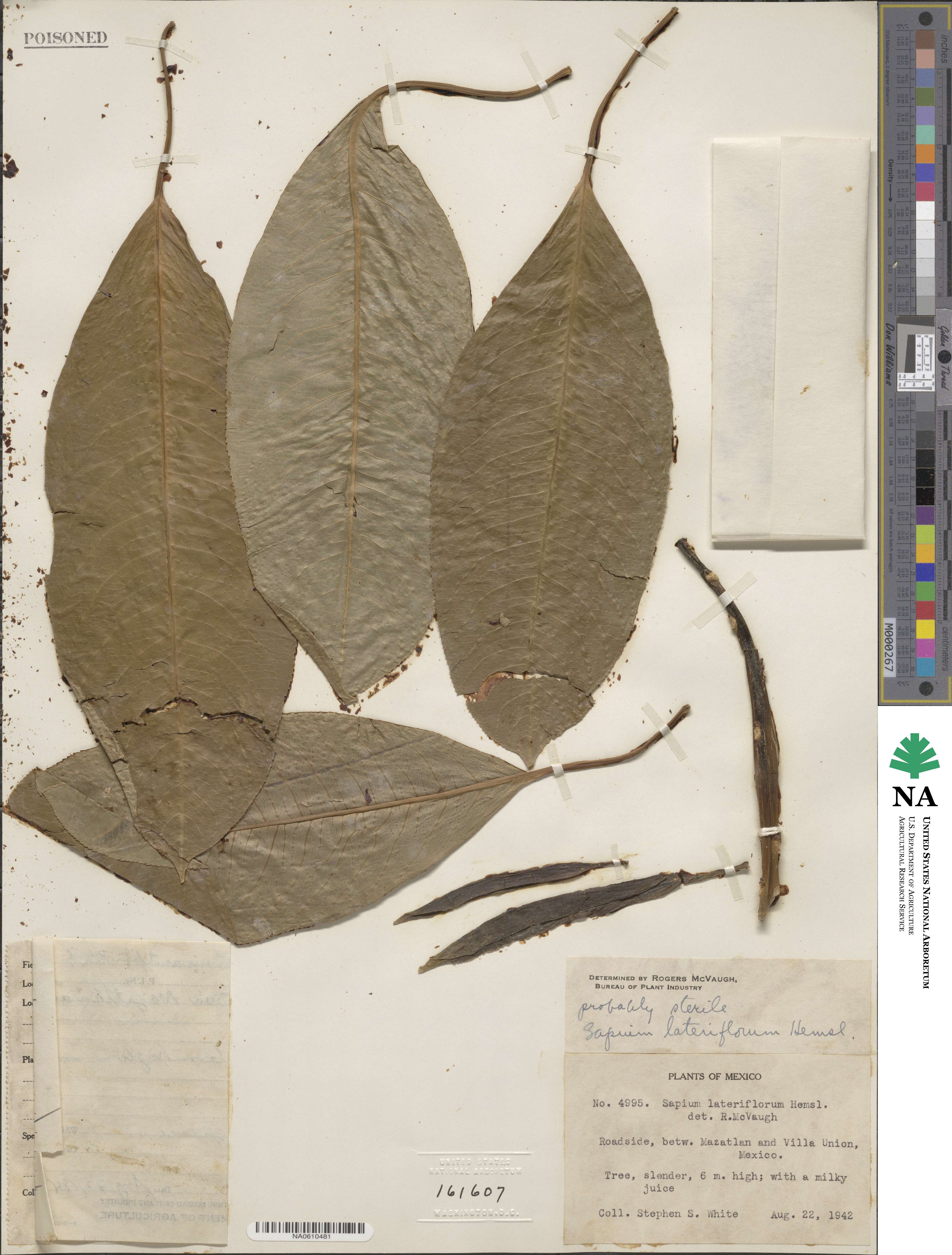 Sapium lateriflorum image