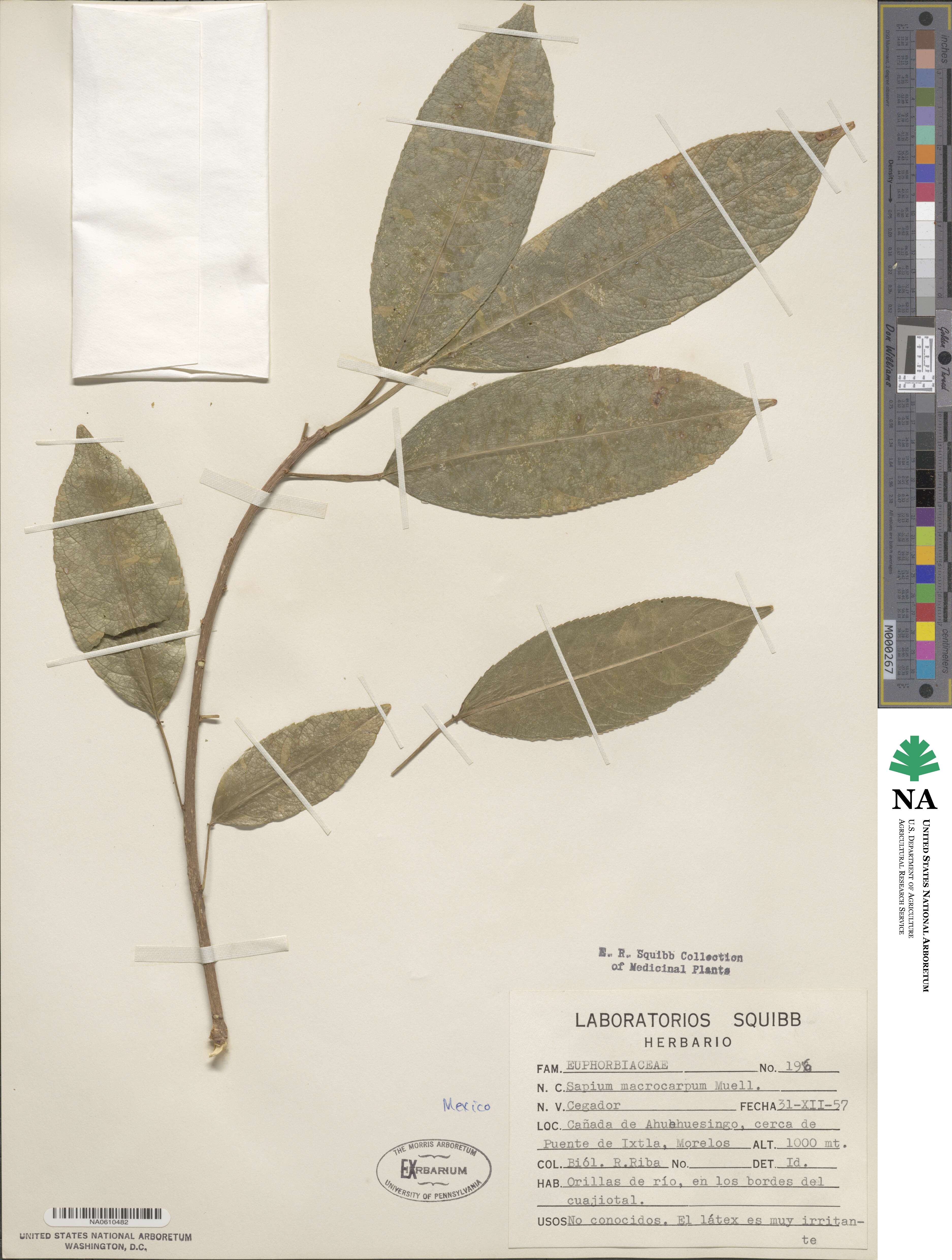 Sapium macrocarpum image