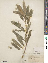 Sapium glandulosum image