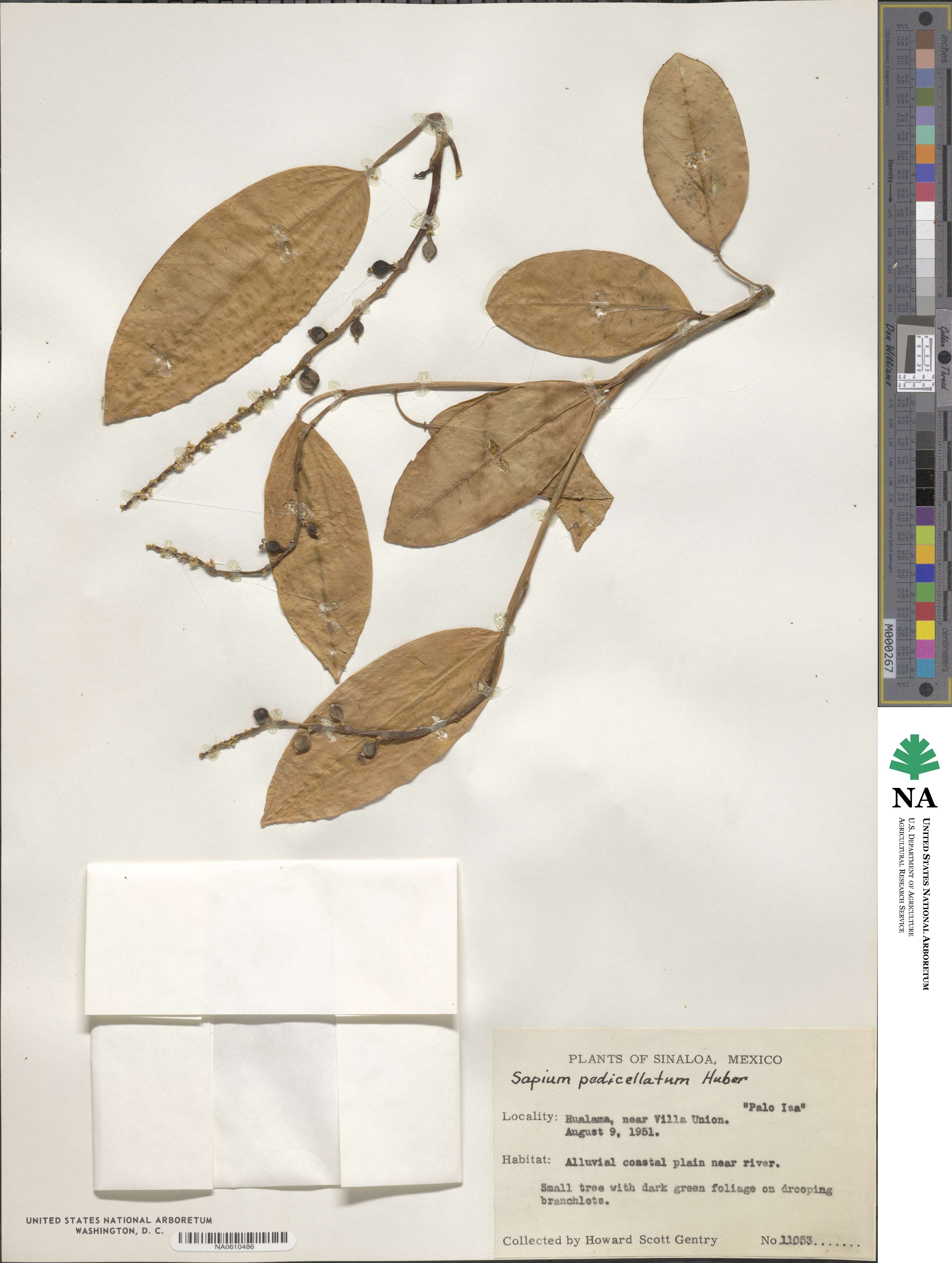 Sapium macrocarpum image