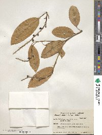 Sapium macrocarpum image