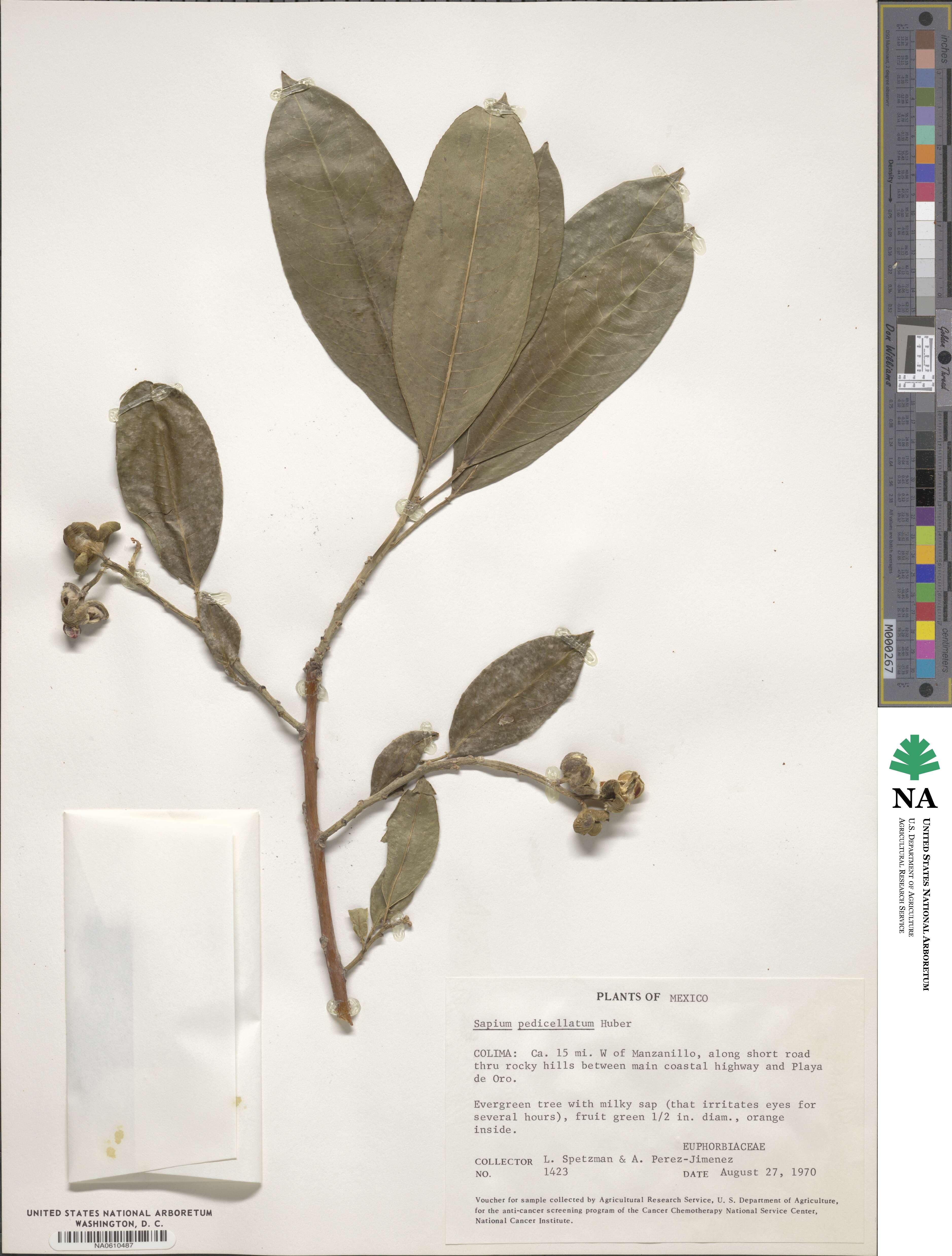 Sapium macrocarpum image