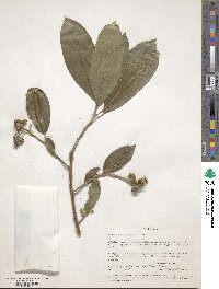 Sapium macrocarpum image