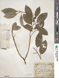 Sapium macrocarpum image