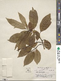 Sapium glandulosum image