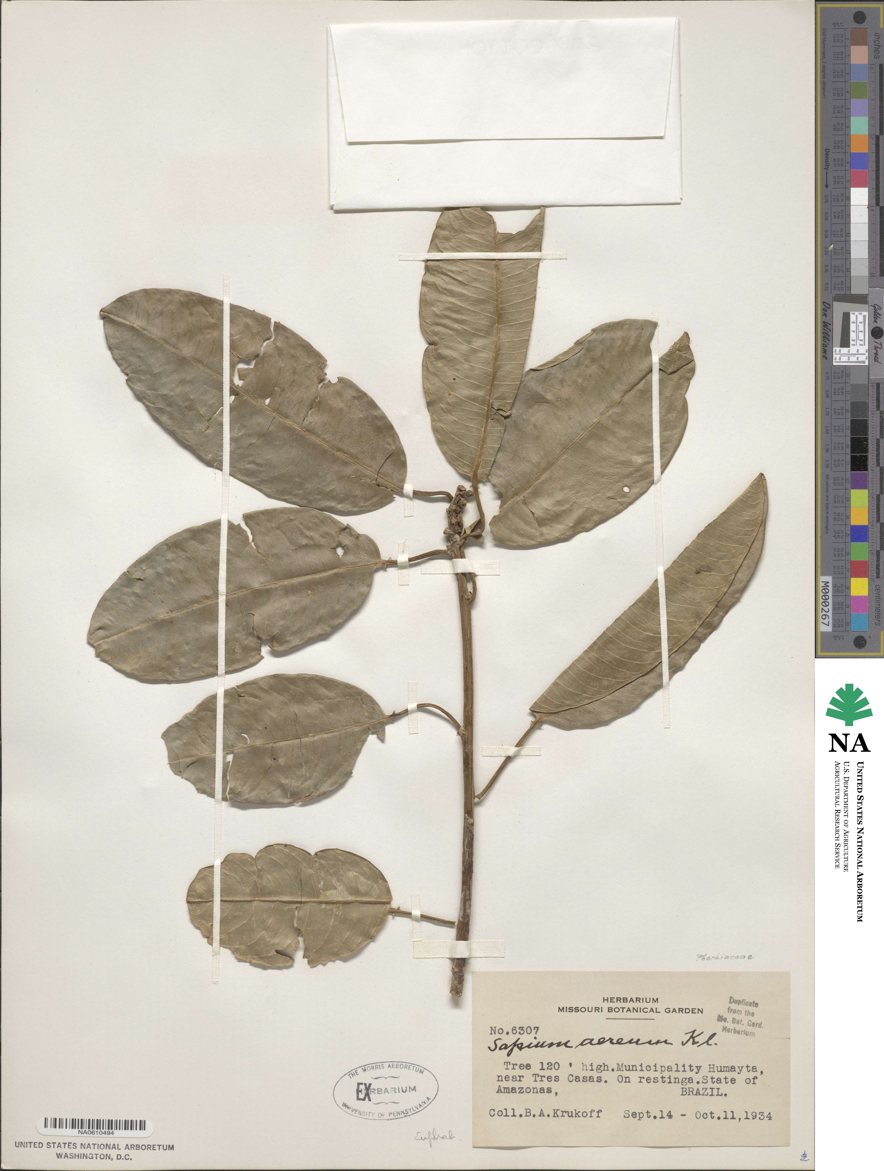 Sapium glandulosum image