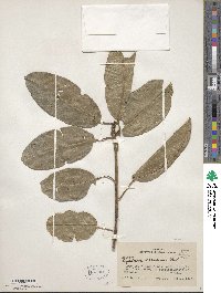 Sapium glandulosum image