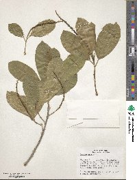 Sapium glandulosum image