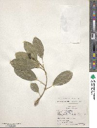 Sapium glandulosum image