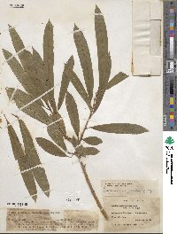 Sapium glandulosum image