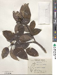 Triadica cochinchinensis image