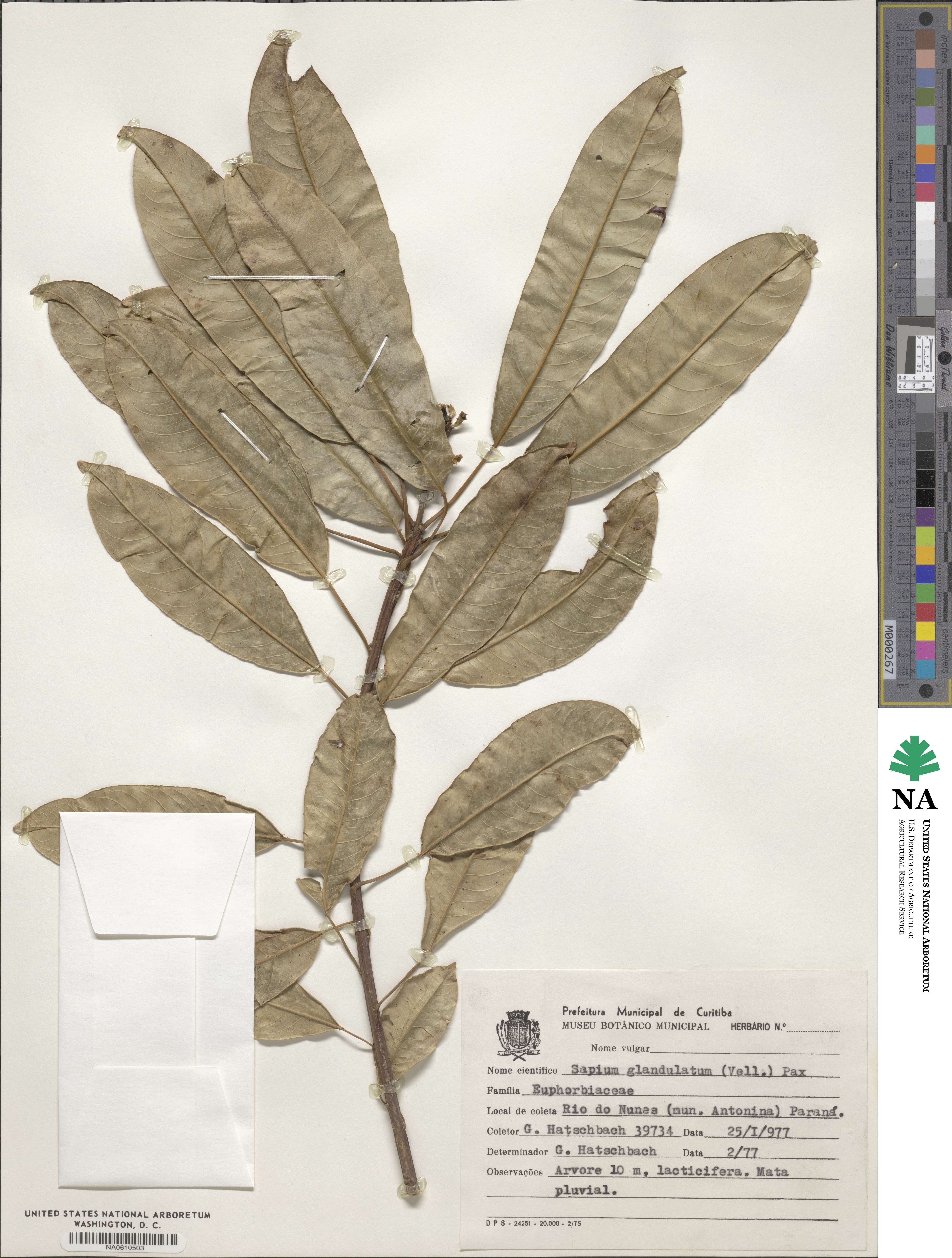 Sapium glandulosum image