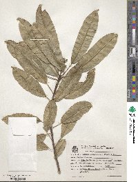 Sapium glandulosum image