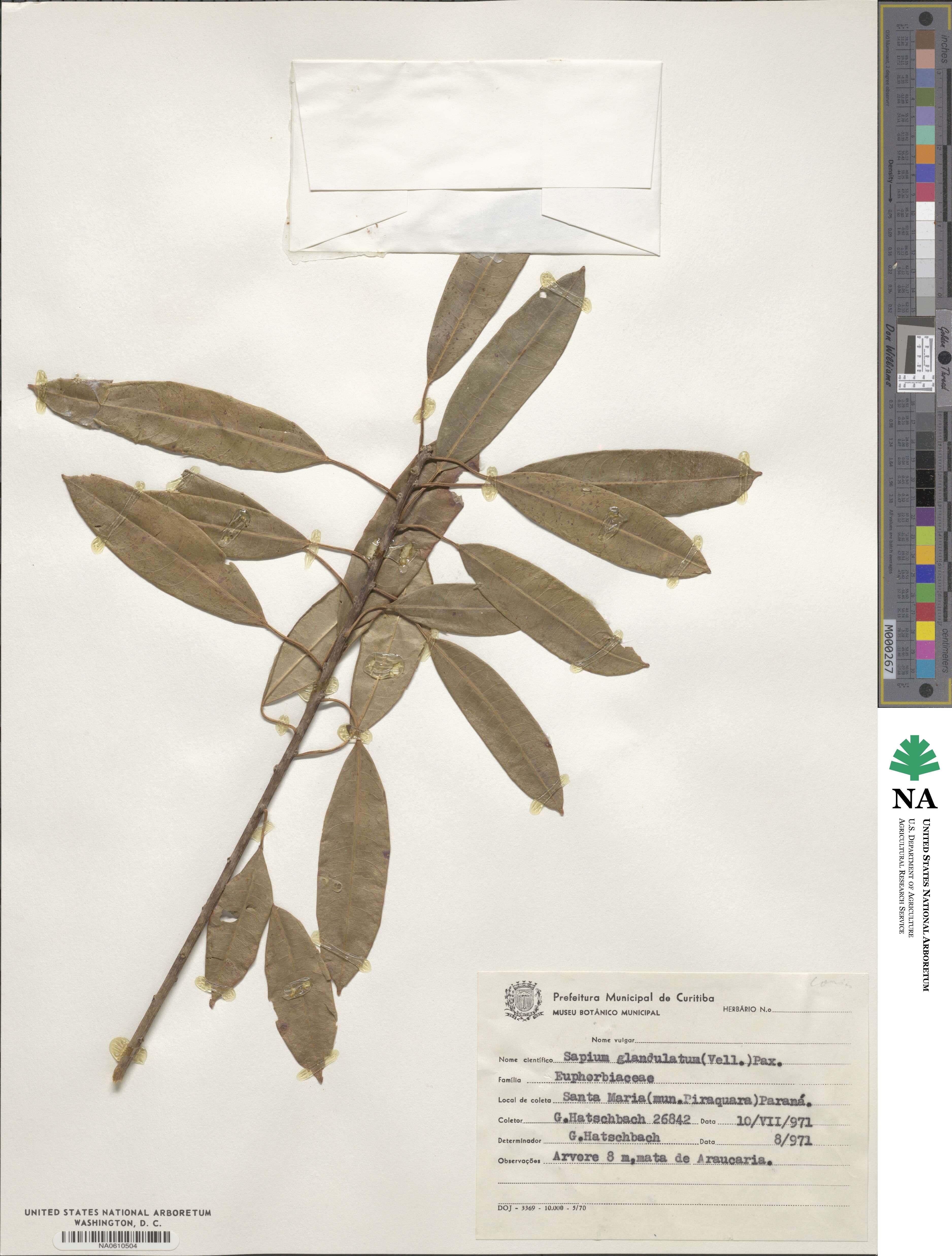 Sapium glandulosum image