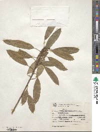 Sapium glandulosum image