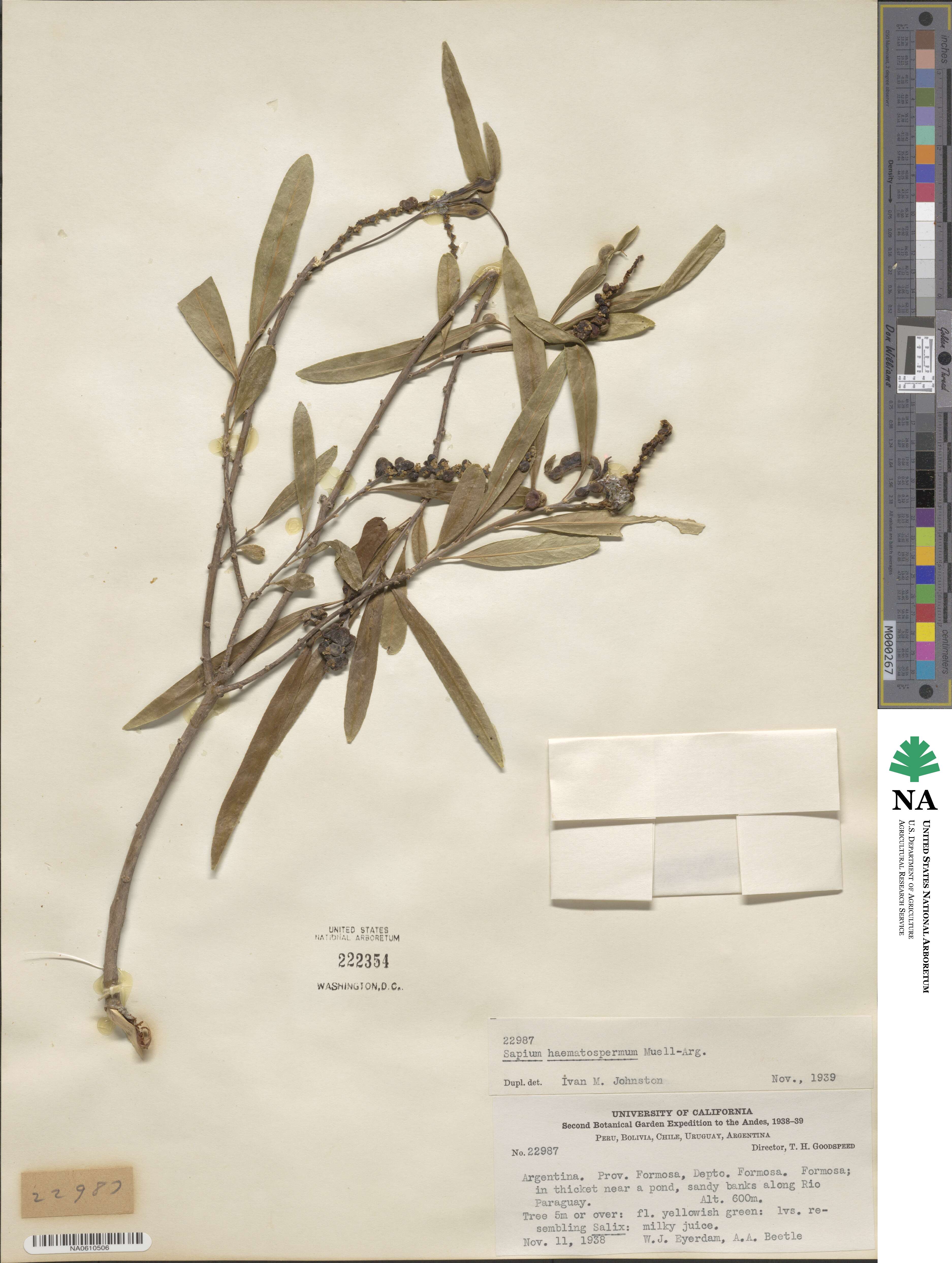 Sapium haematospermum image