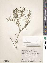 Stillingia linearifolia image