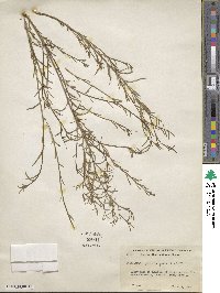 Stillingia linearifolia image