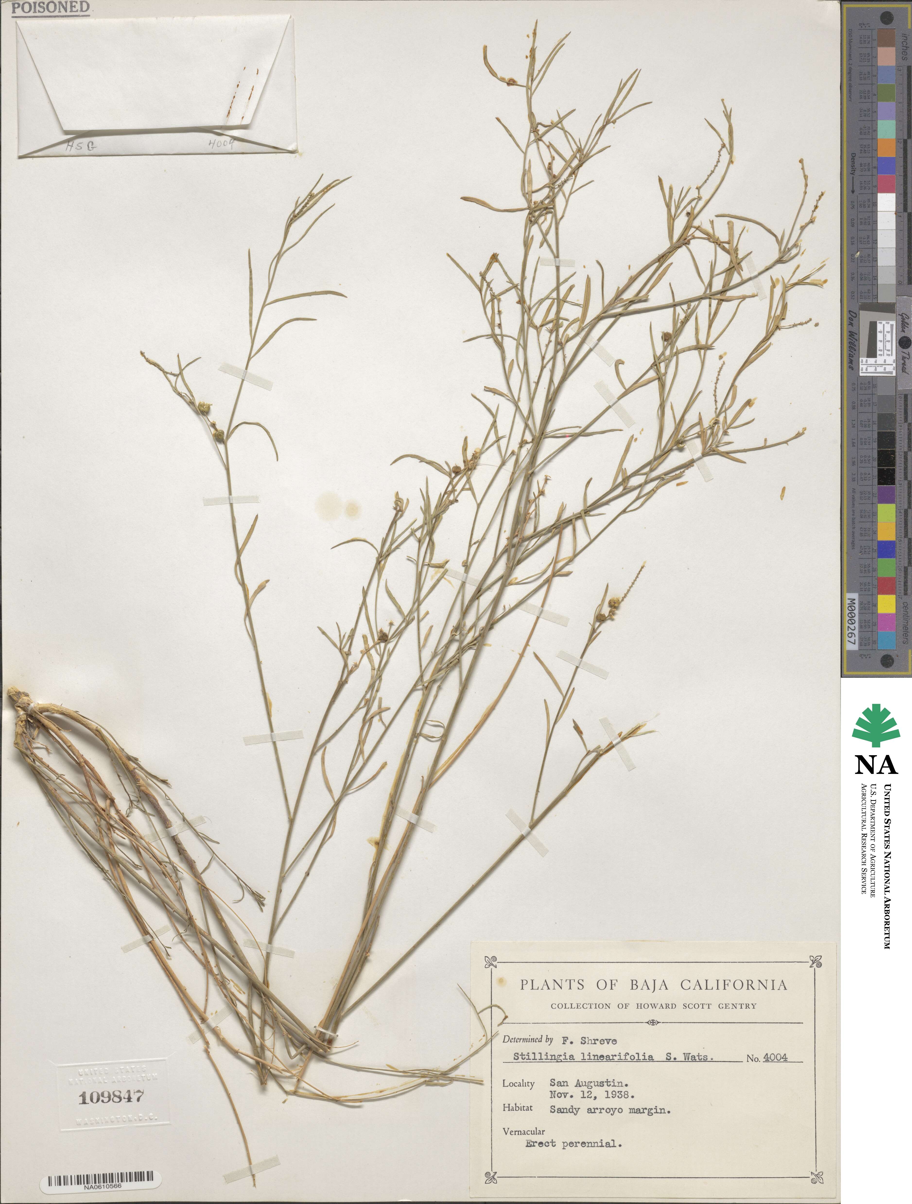 Stillingia linearifolia image