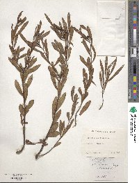 Stillingia sylvatica image