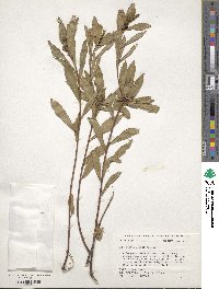 Stillingia sylvatica image