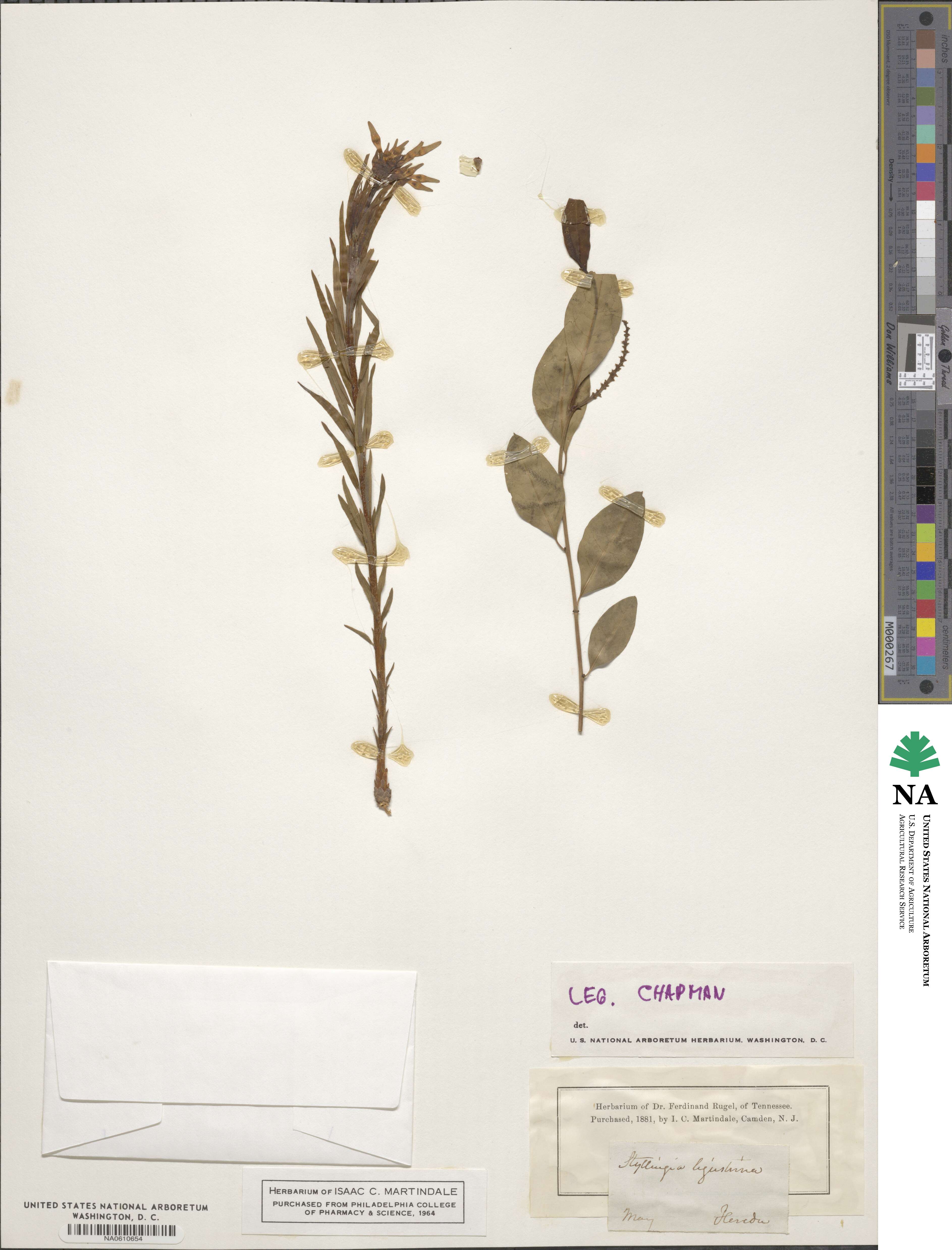 Ditrysinia fruticosa image