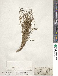 Stillingia linearifolia image