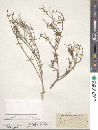 Stillingia linearifolia image