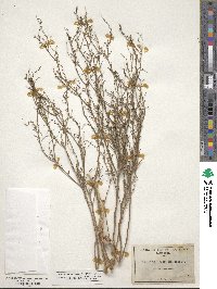 Stillingia linearifolia image