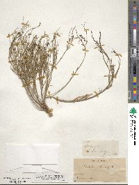 Stillingia linearifolia image