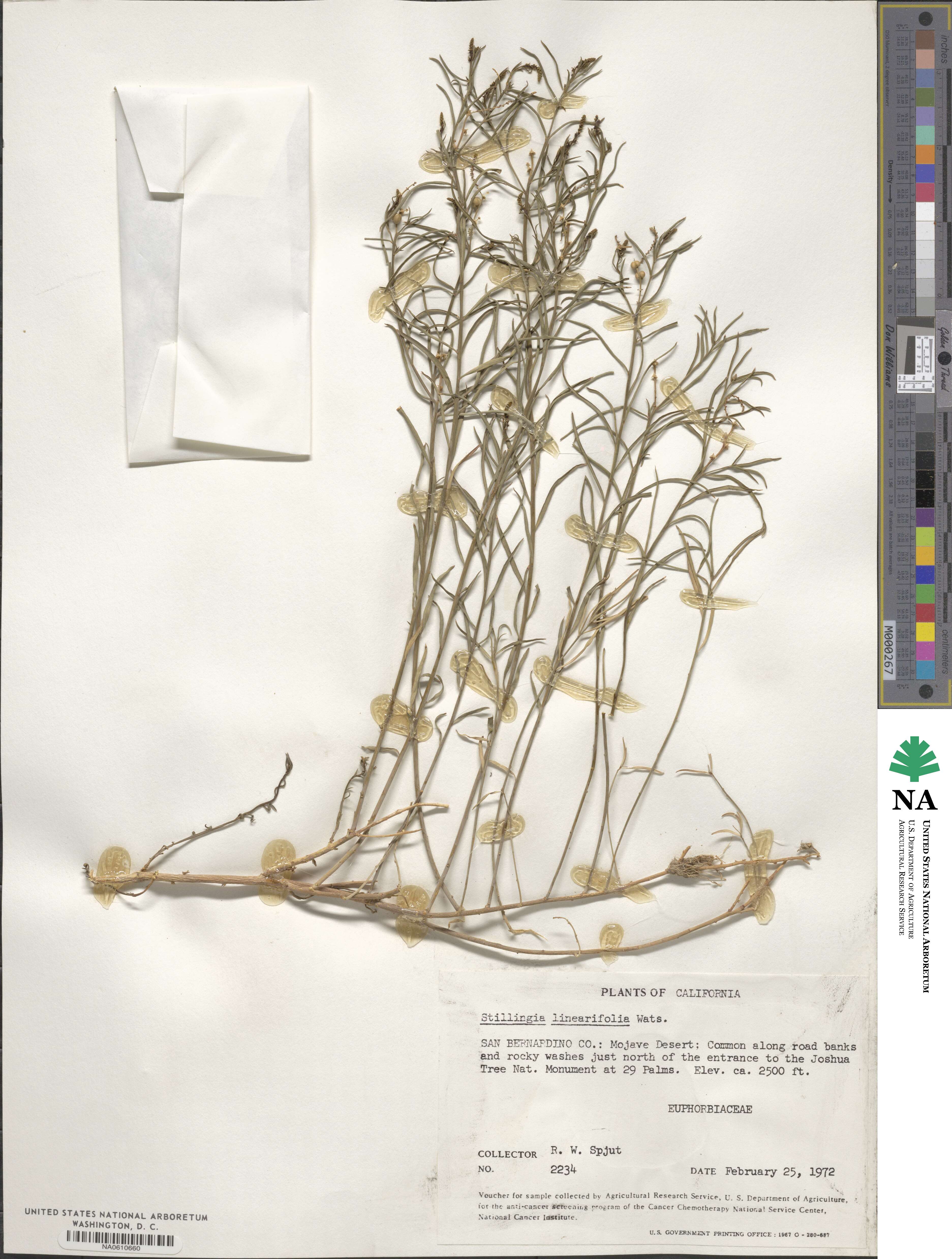 Stillingia linearifolia image