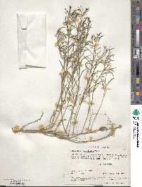 Stillingia linearifolia image